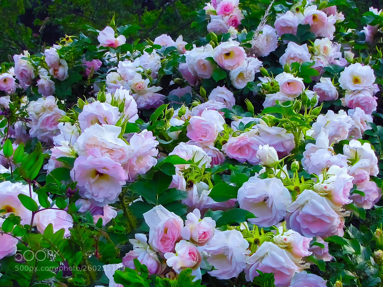 Canon PowerShot SX20 IS sample photo. My park rose photography