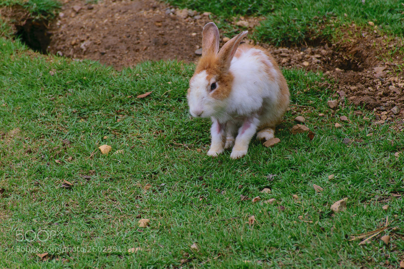 Nikon D5300 sample photo. Fluffy rabbit. photography