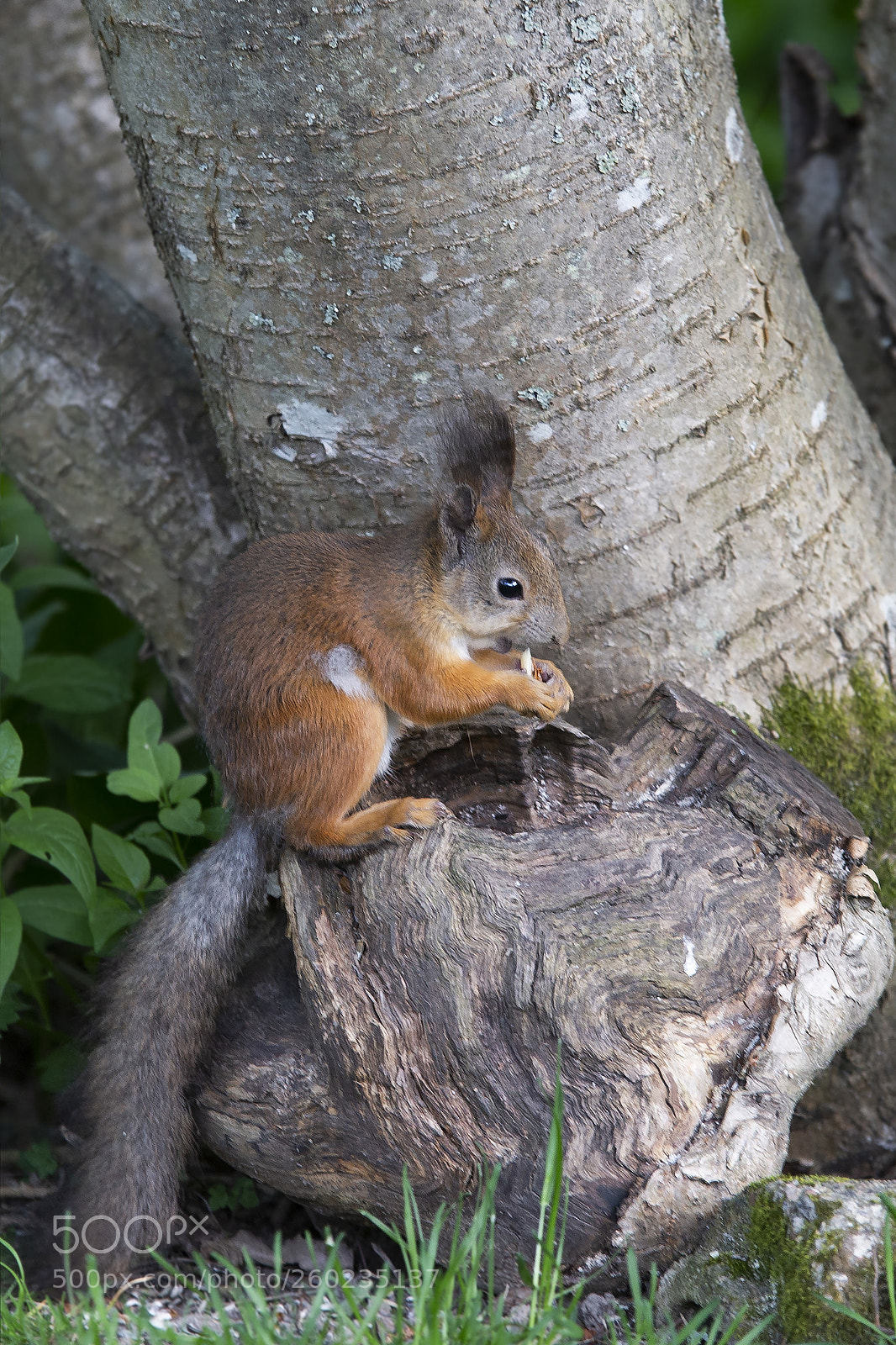 Canon EOS 6D sample photo. Orava, sguirrel photography