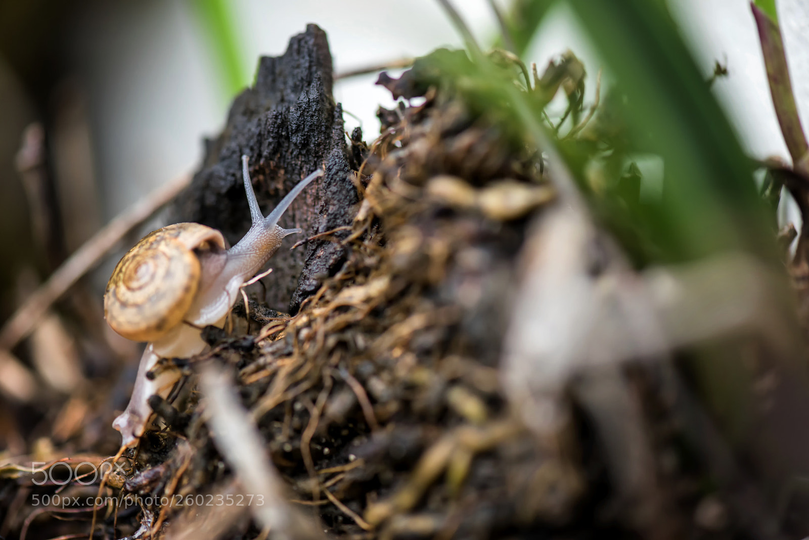 Nikon D810 sample photo. Snail crawl on old photography