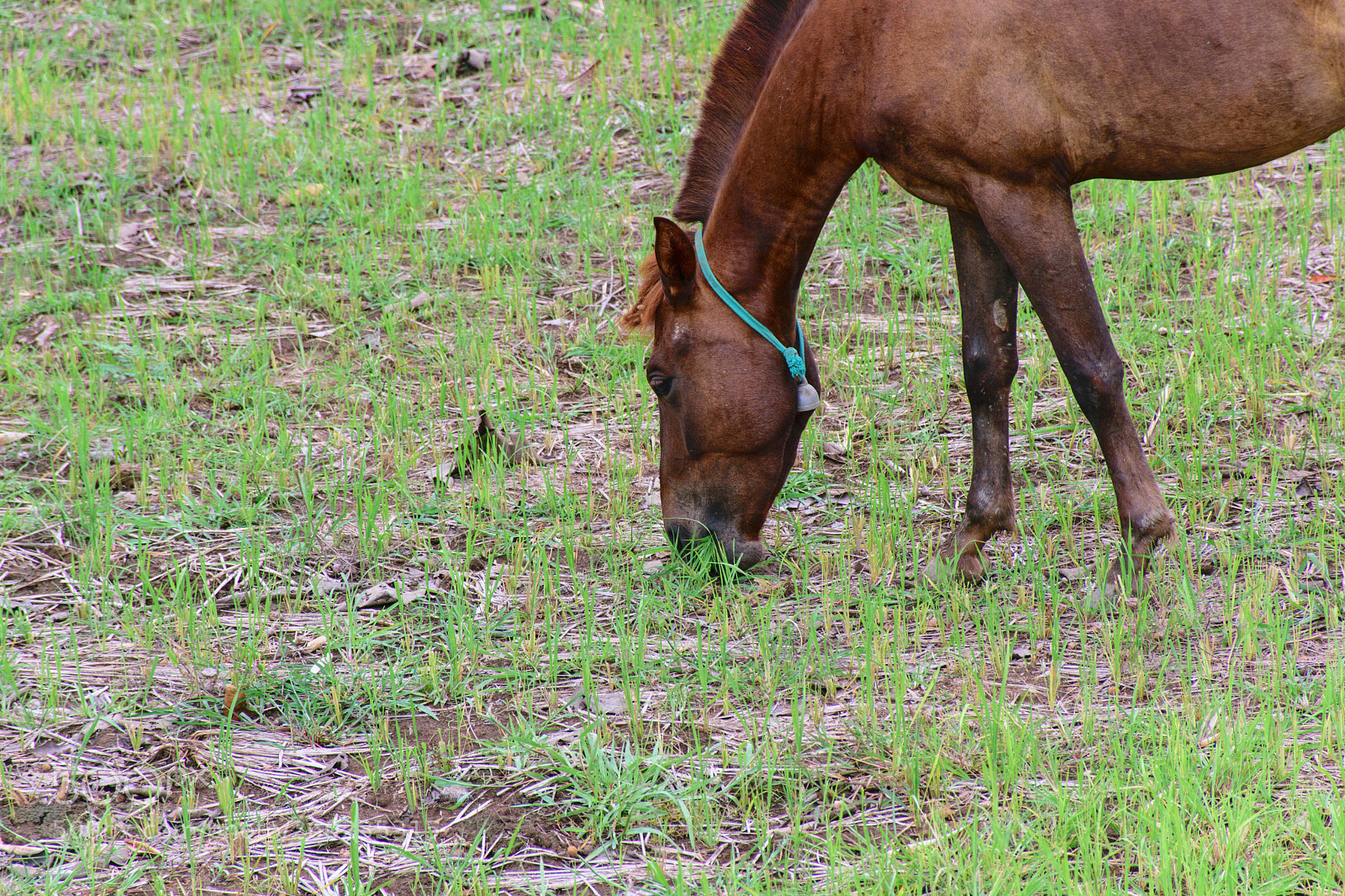Nikon D5300 sample photo. Brown horse. photography