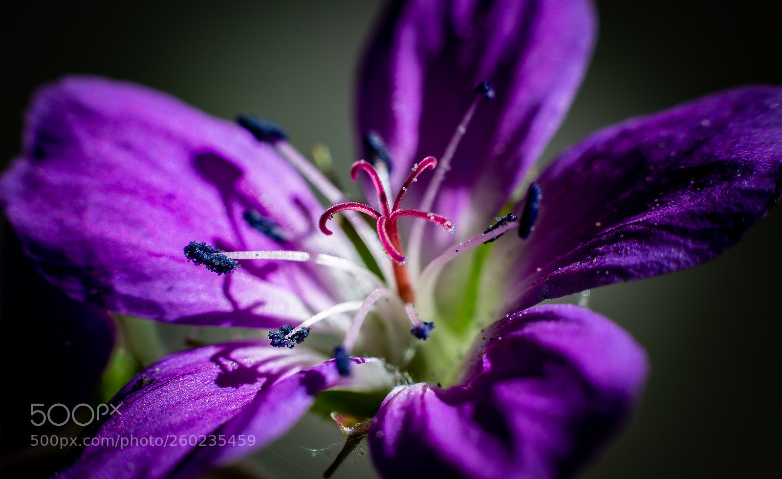 Canon EOS 6D sample photo. Flower macroshot photography