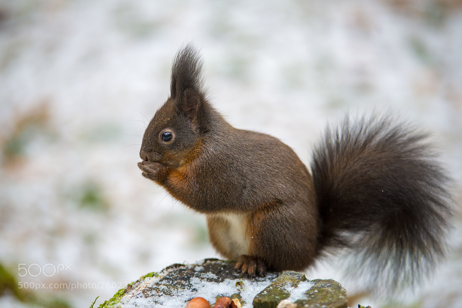 Nikon D610 sample photo. One more nut, please photography