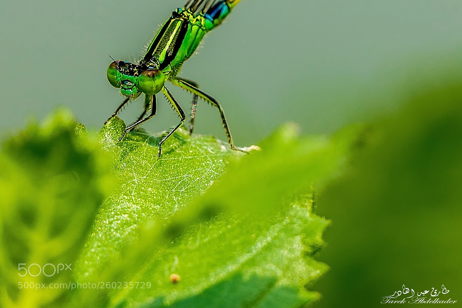 Canon EOS 6D Mark II sample photo. Dragonfly photography