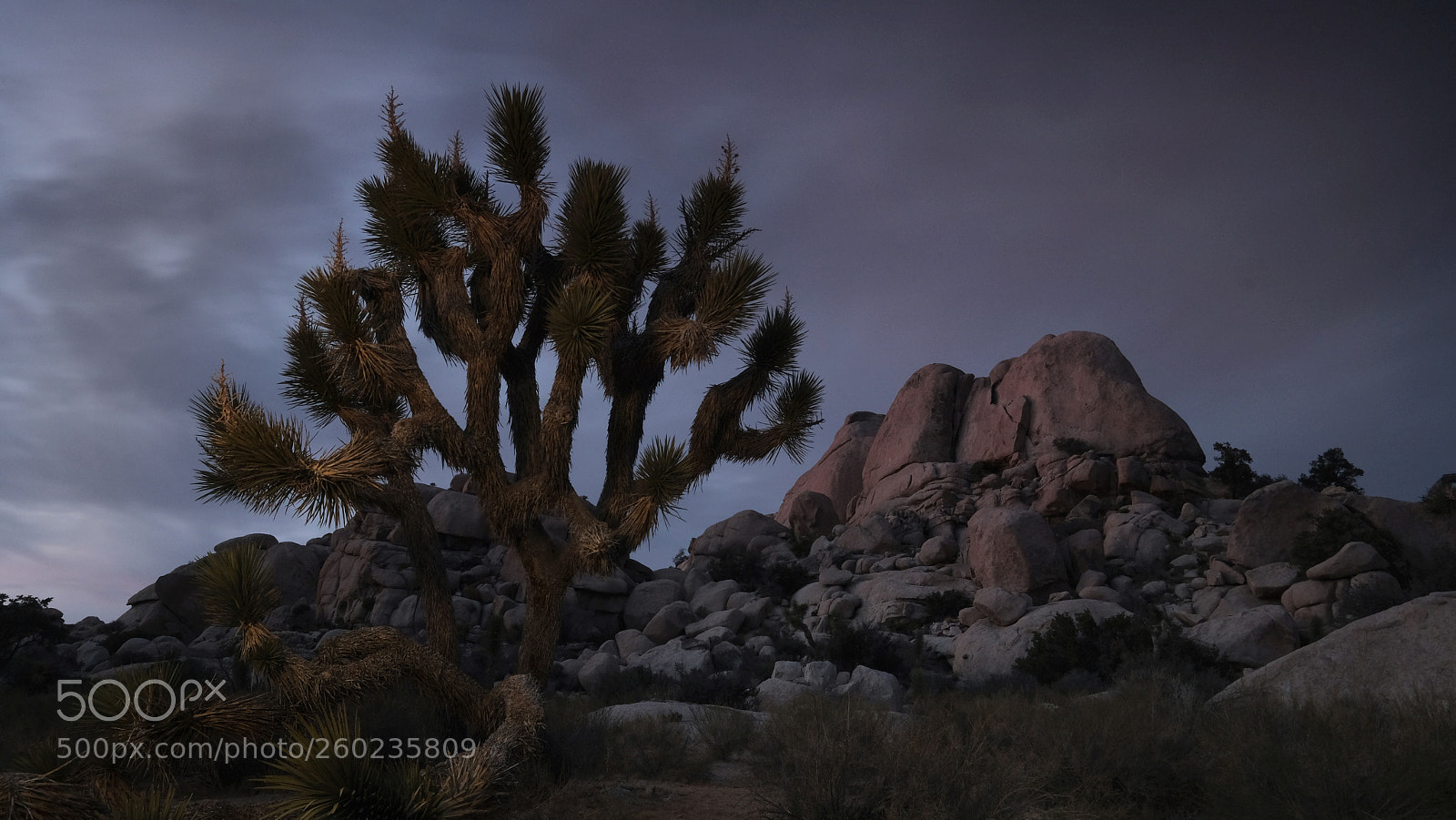 Fujifilm X-T2 sample photo. Joshua tree photography
