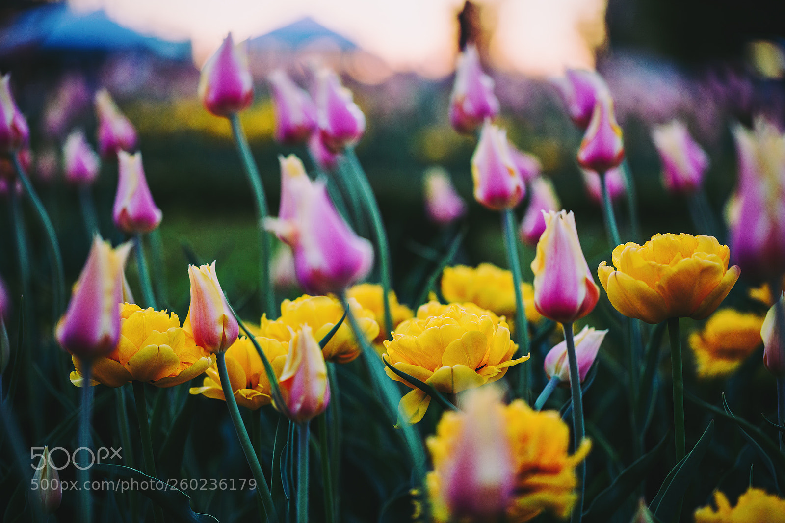 Canon EOS 6D sample photo. Tulips garden photography