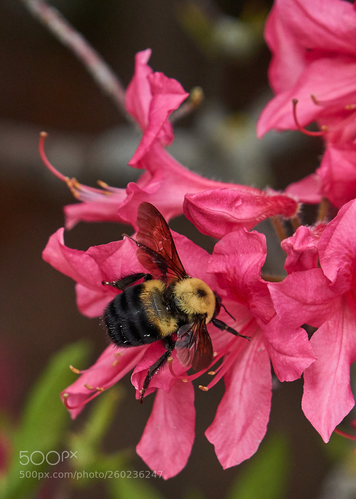 Sony a6000 sample photo. Bumble bee photography