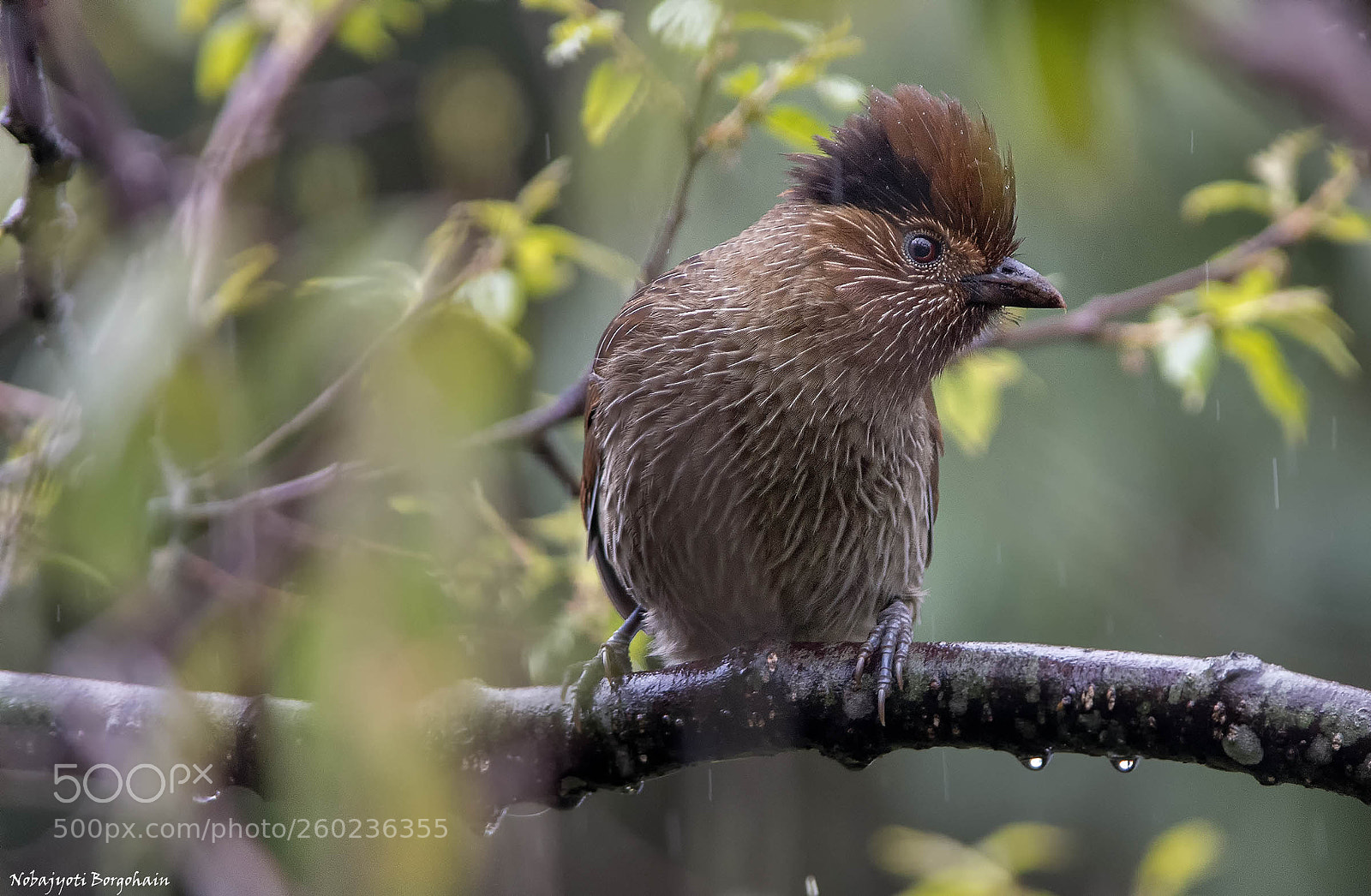 Nikon D500 sample photo. Striated laughingthrush photography