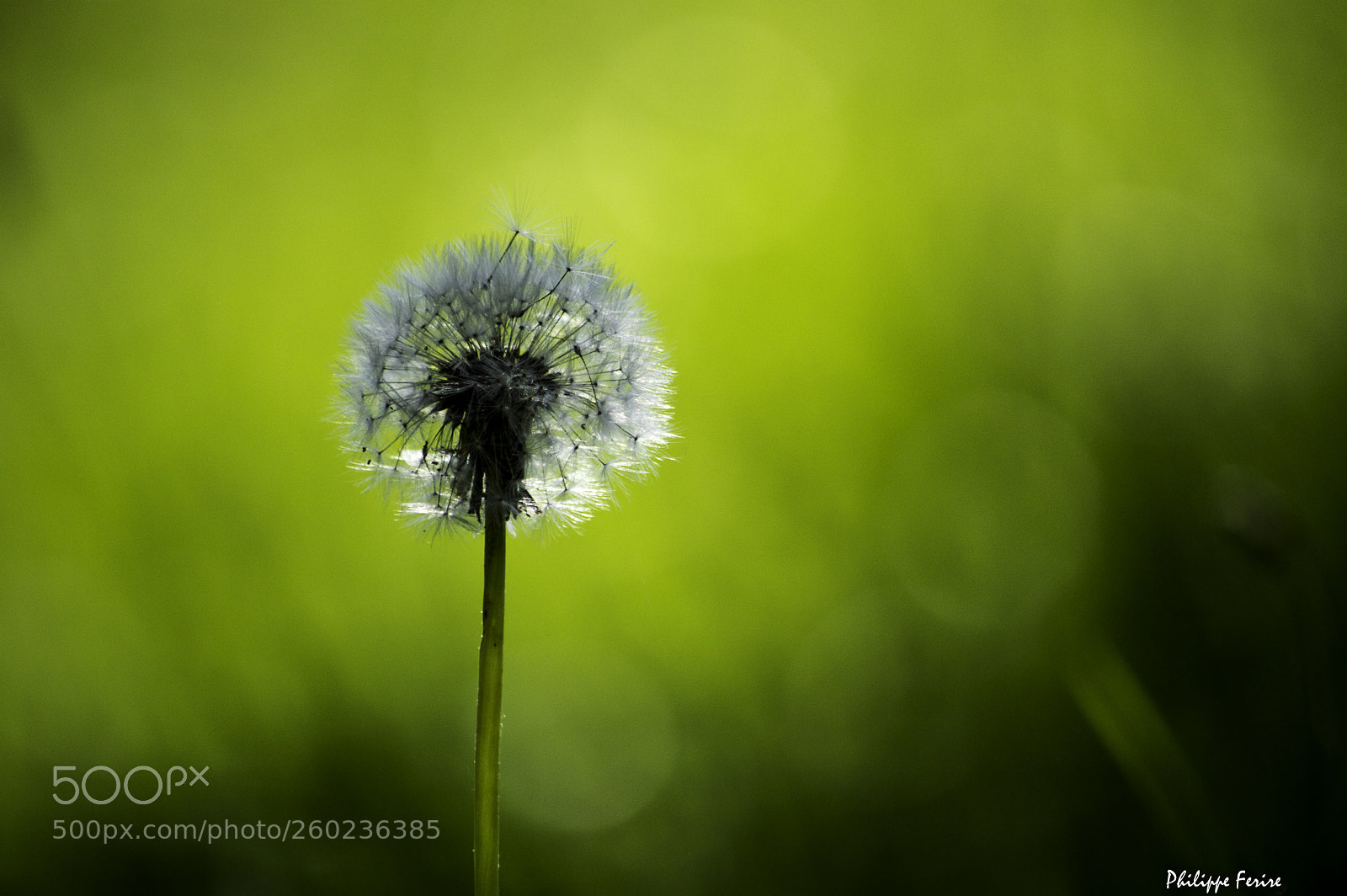 Nikon D3200 sample photo. Transparence photography