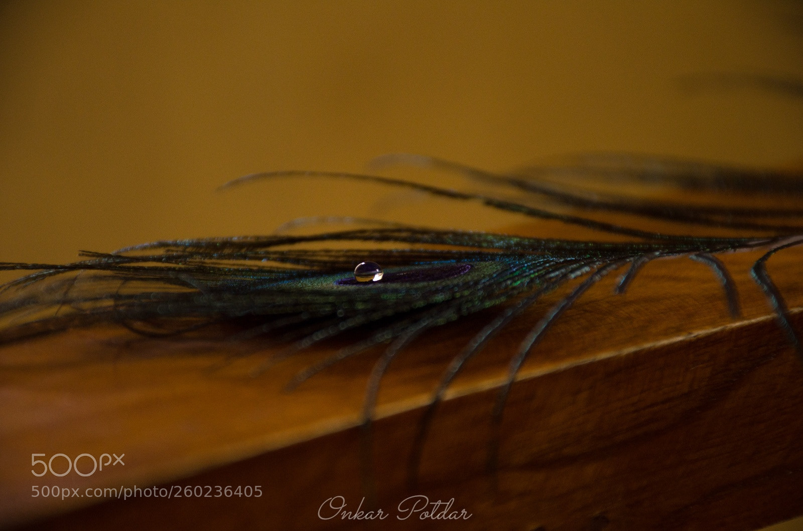 Nikon D7000 sample photo. Feather photography