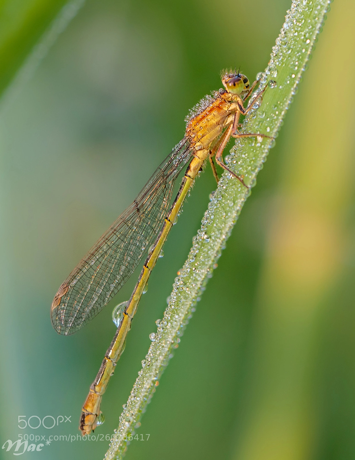 Canon EOS 70D sample photo. Dew drops photography