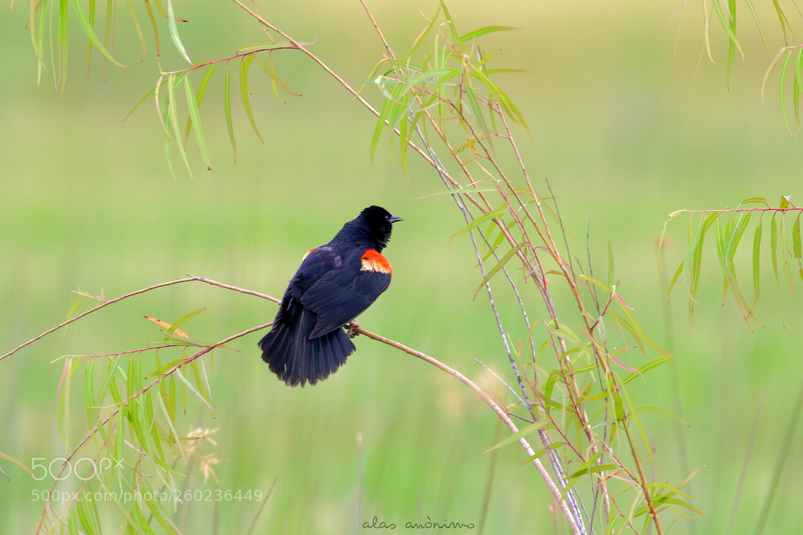 Canon EOS 7D Mark II sample photo. Red-winged black bird...! photography