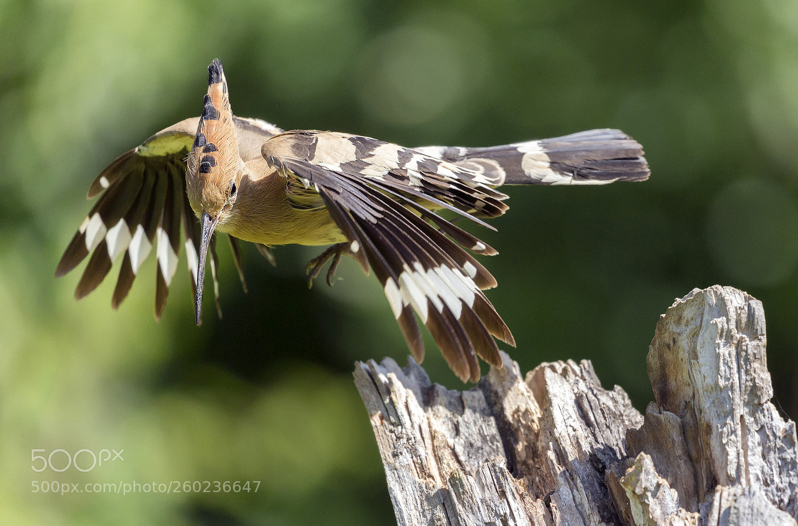 Canon EOS-1D X sample photo. Hoopoe photography