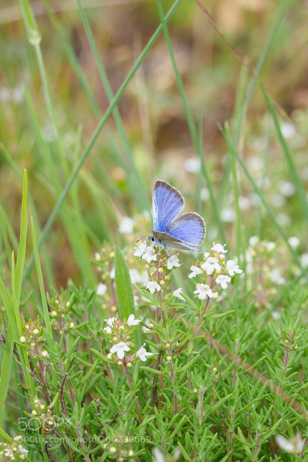 Olympus OM-D E-M1 Mark II sample photo. Mariposa azul photography