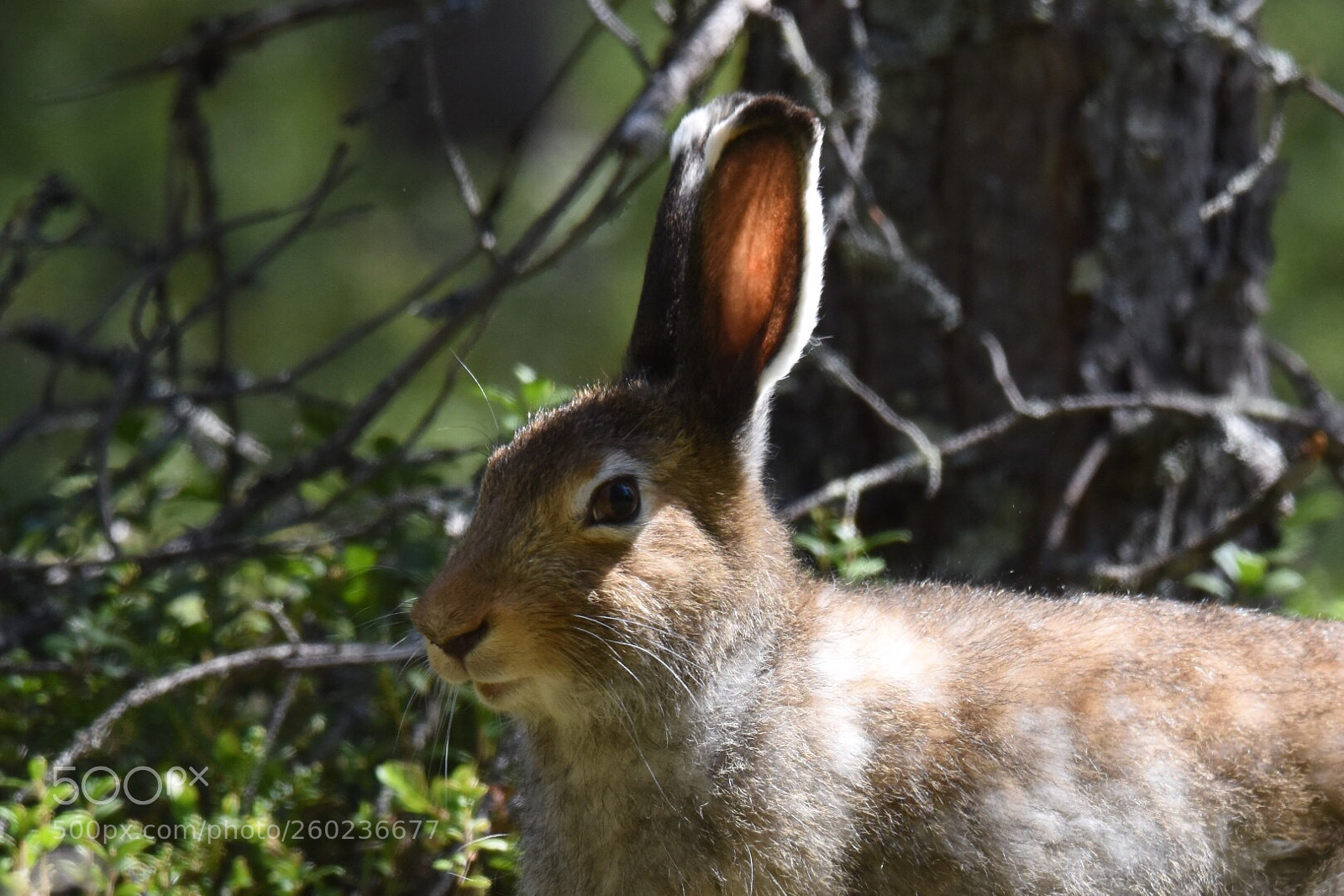 Nikon D7200 sample photo. Wildlife photography