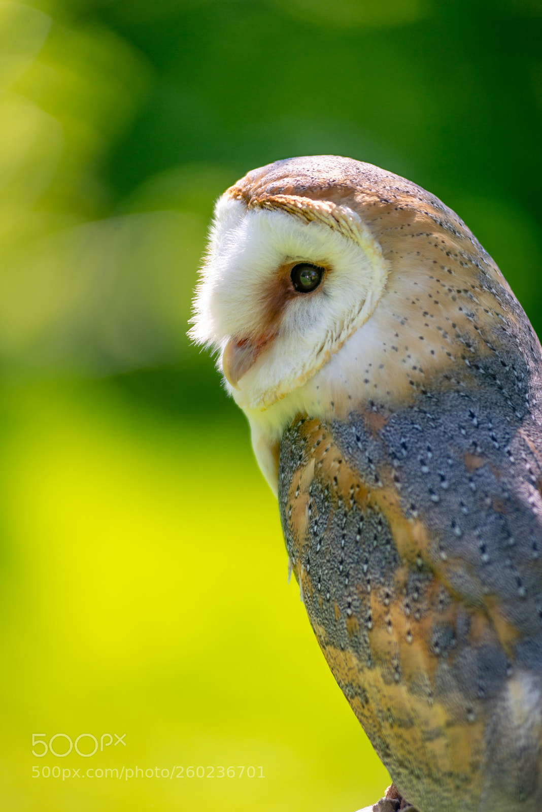Nikon D610 sample photo. Barn owl photography