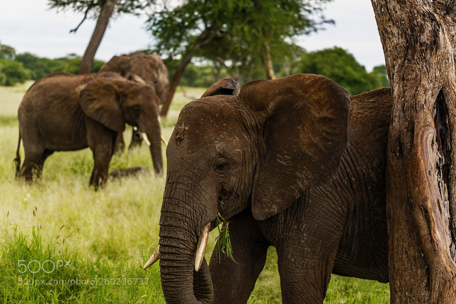 Nikon D850 sample photo. Elephant eating grass photography