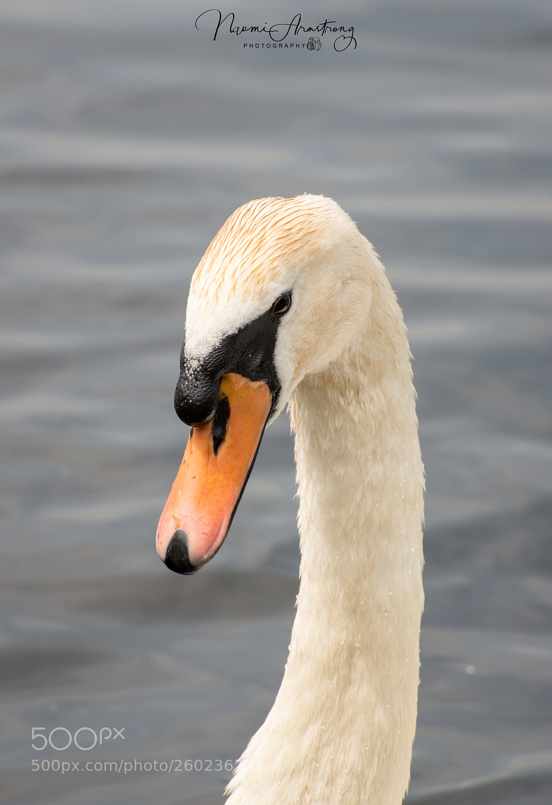 Nikon D800 sample photo. Swan portrait photography