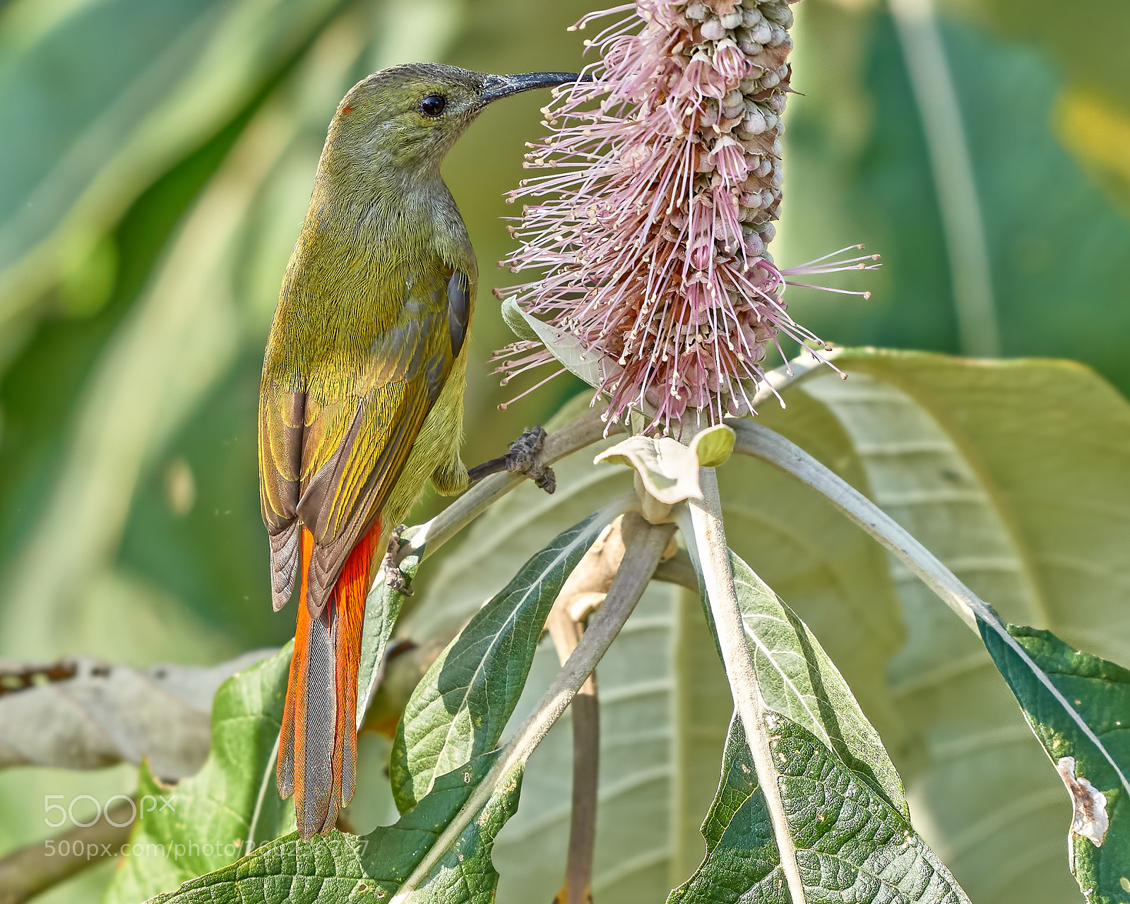 Nikon D810 sample photo. Fire tail is my photography