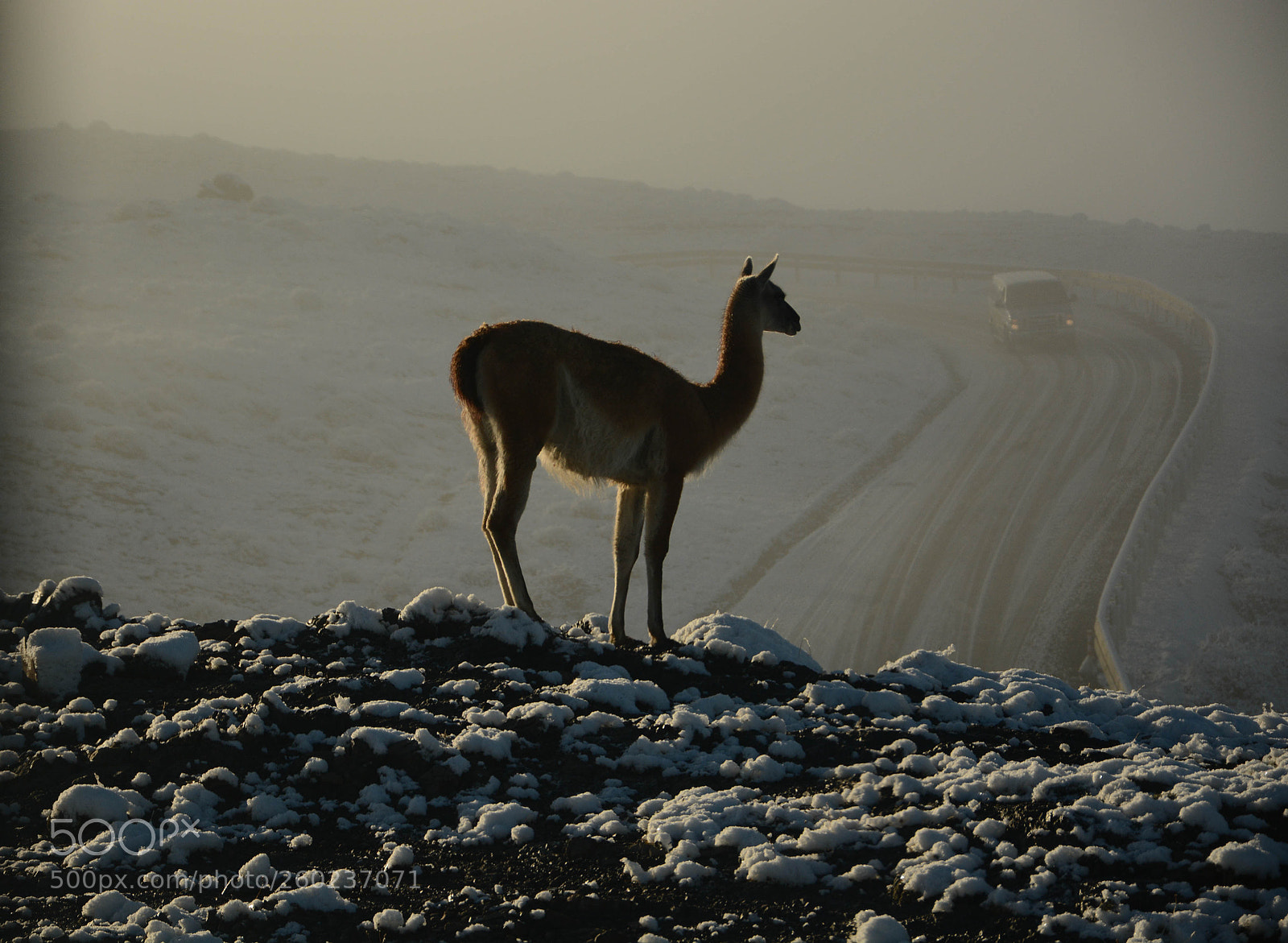 Nikon D5200 sample photo. Guanaco waiting tourists photography