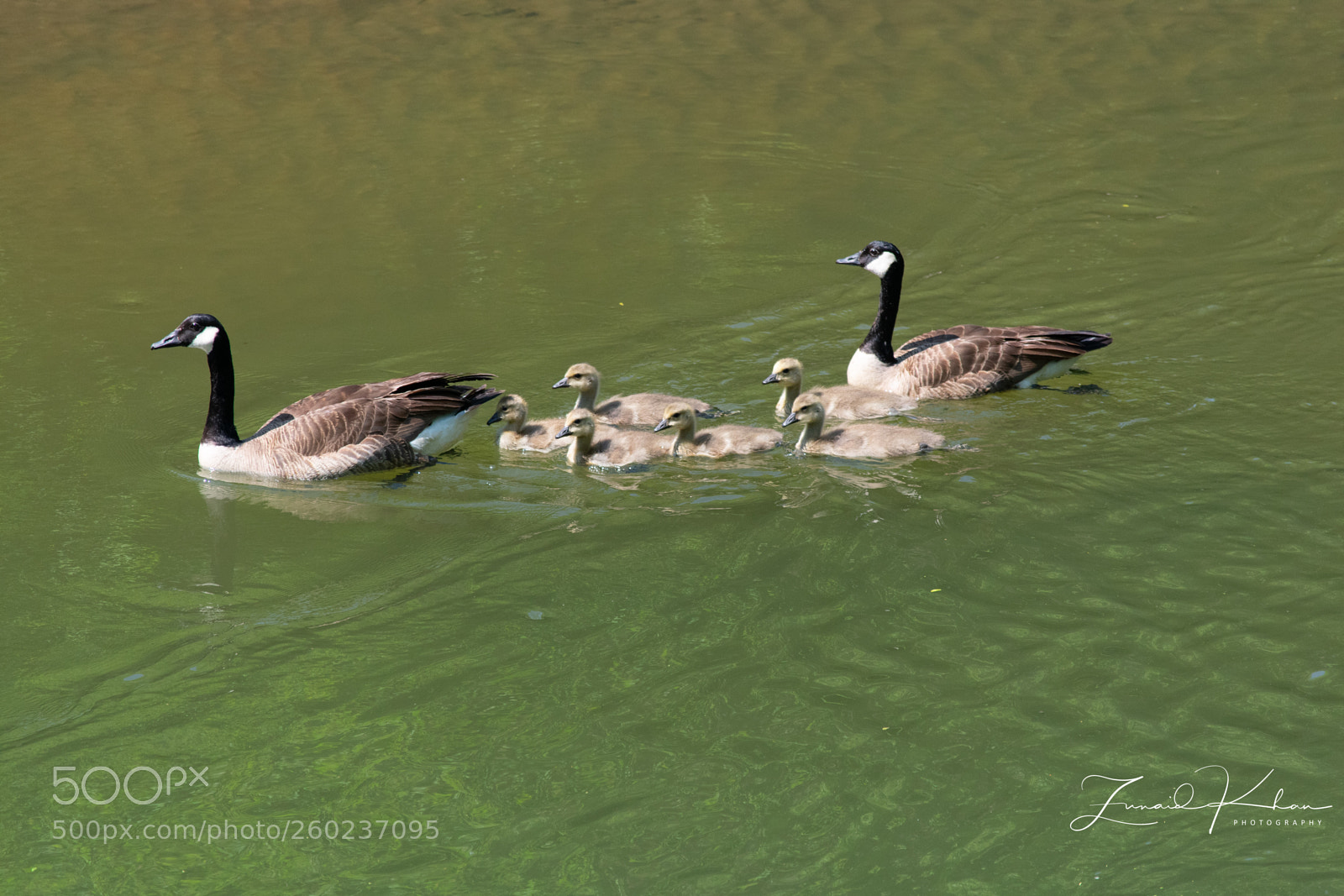 Nikon D3400 sample photo. Geese moving down river photography