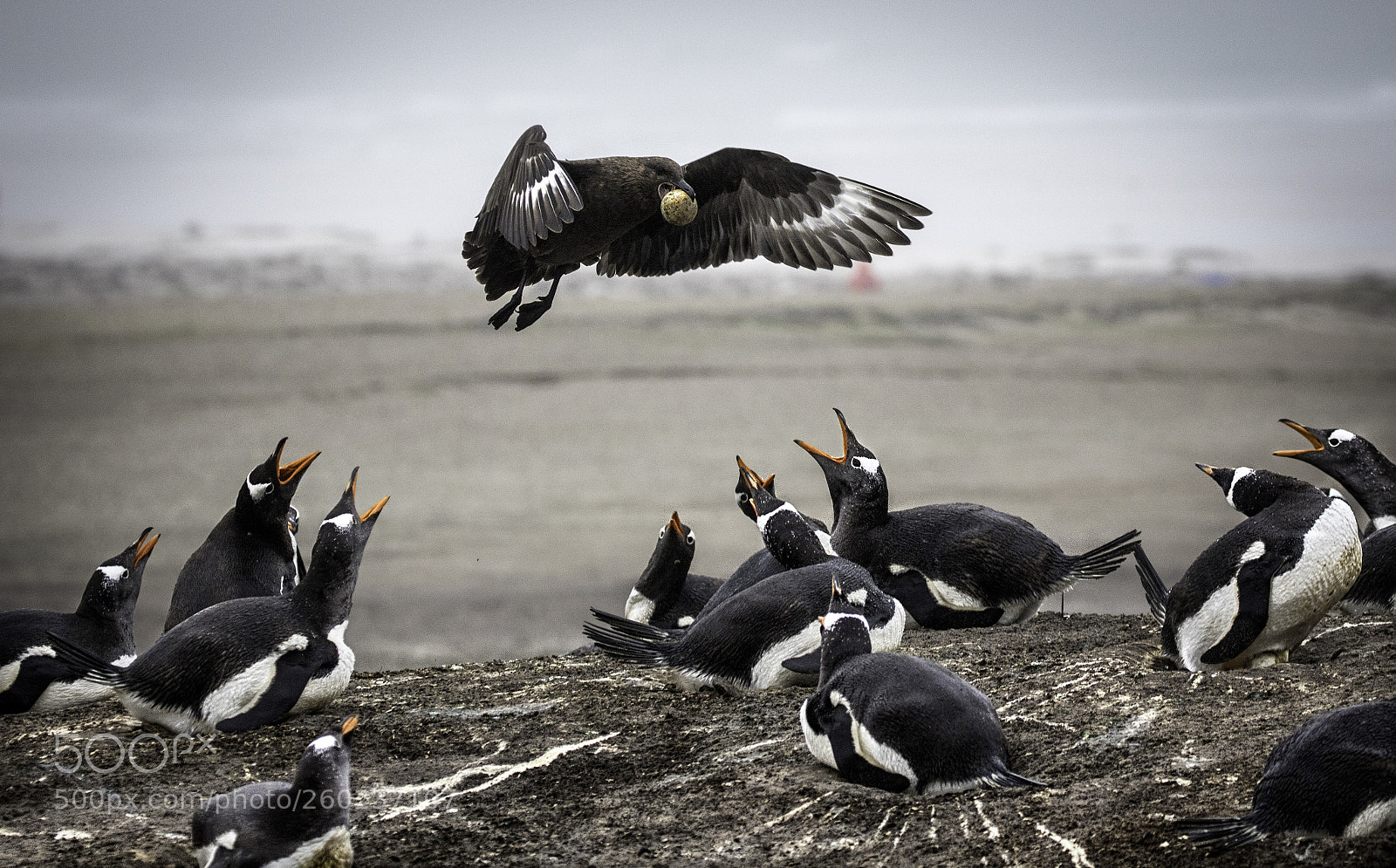 Canon EOS 7D Mark II sample photo. Egg thief photography