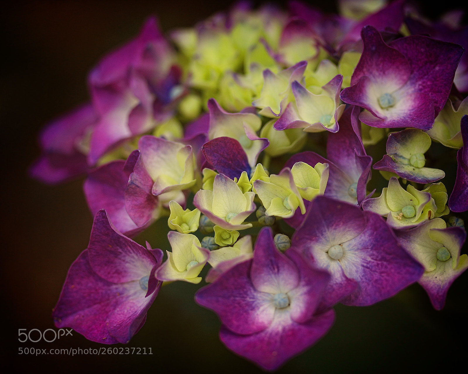Canon EOS 70D sample photo. Hydrangea photography