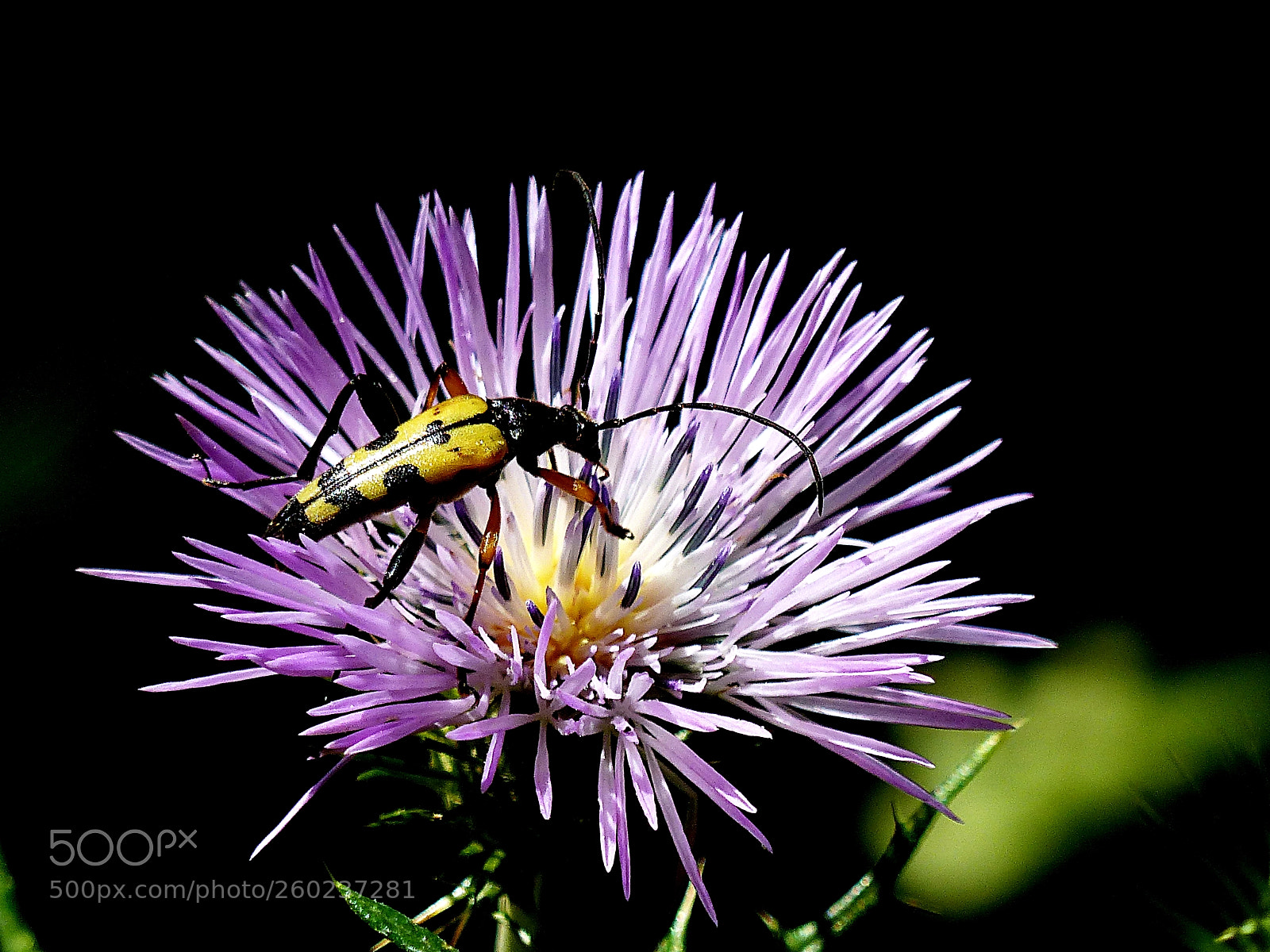 Panasonic Lumix DMC-FZ200 sample photo. Eating on the flower photography