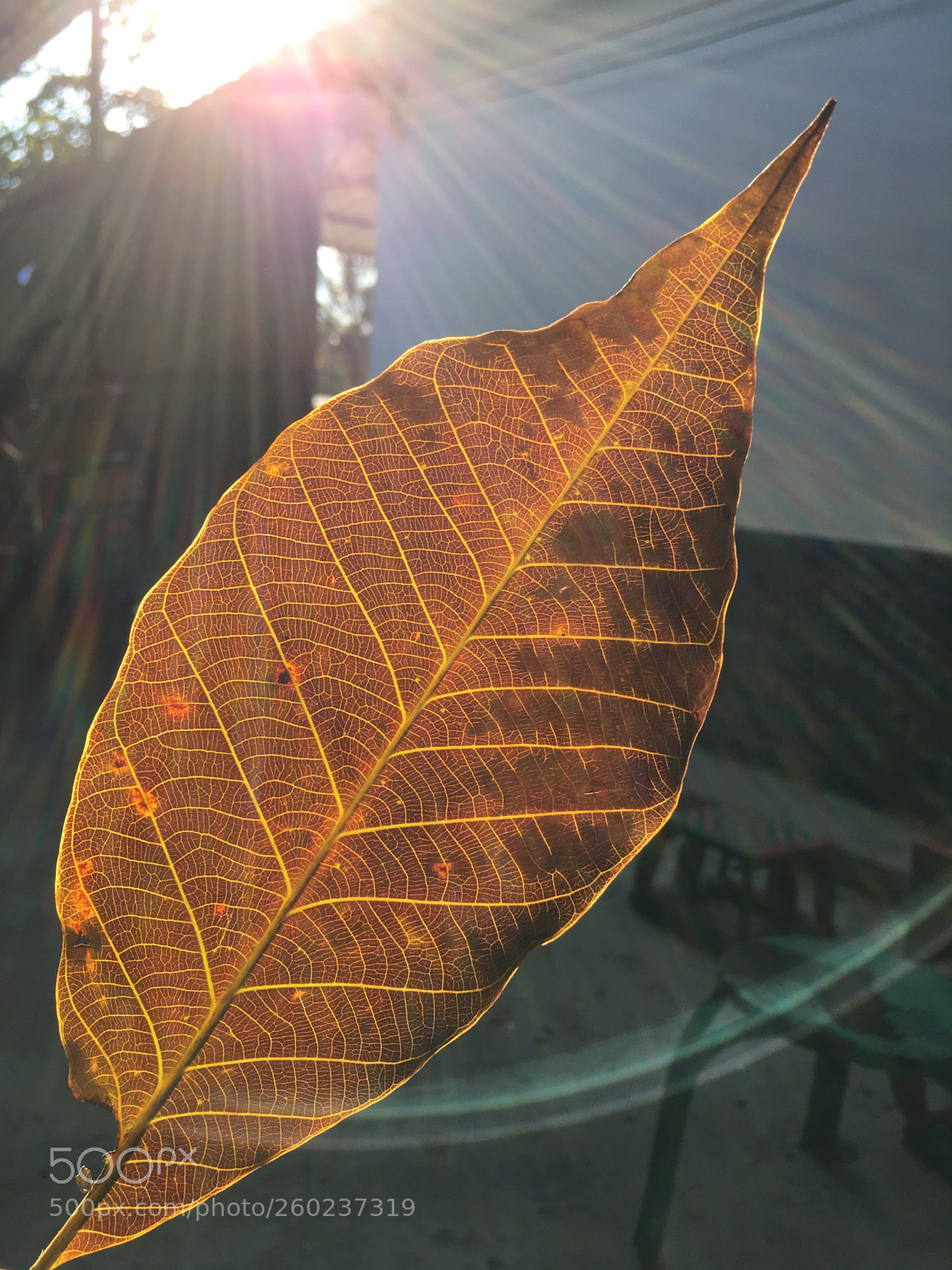 Apple iPhone SE sample photo. Leaf of light photography