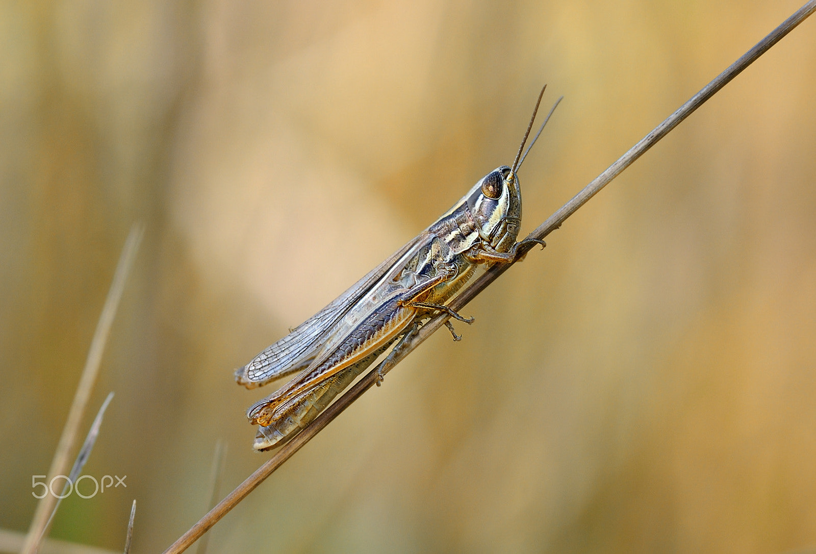 Nikon D300S sample photo. Gh photography