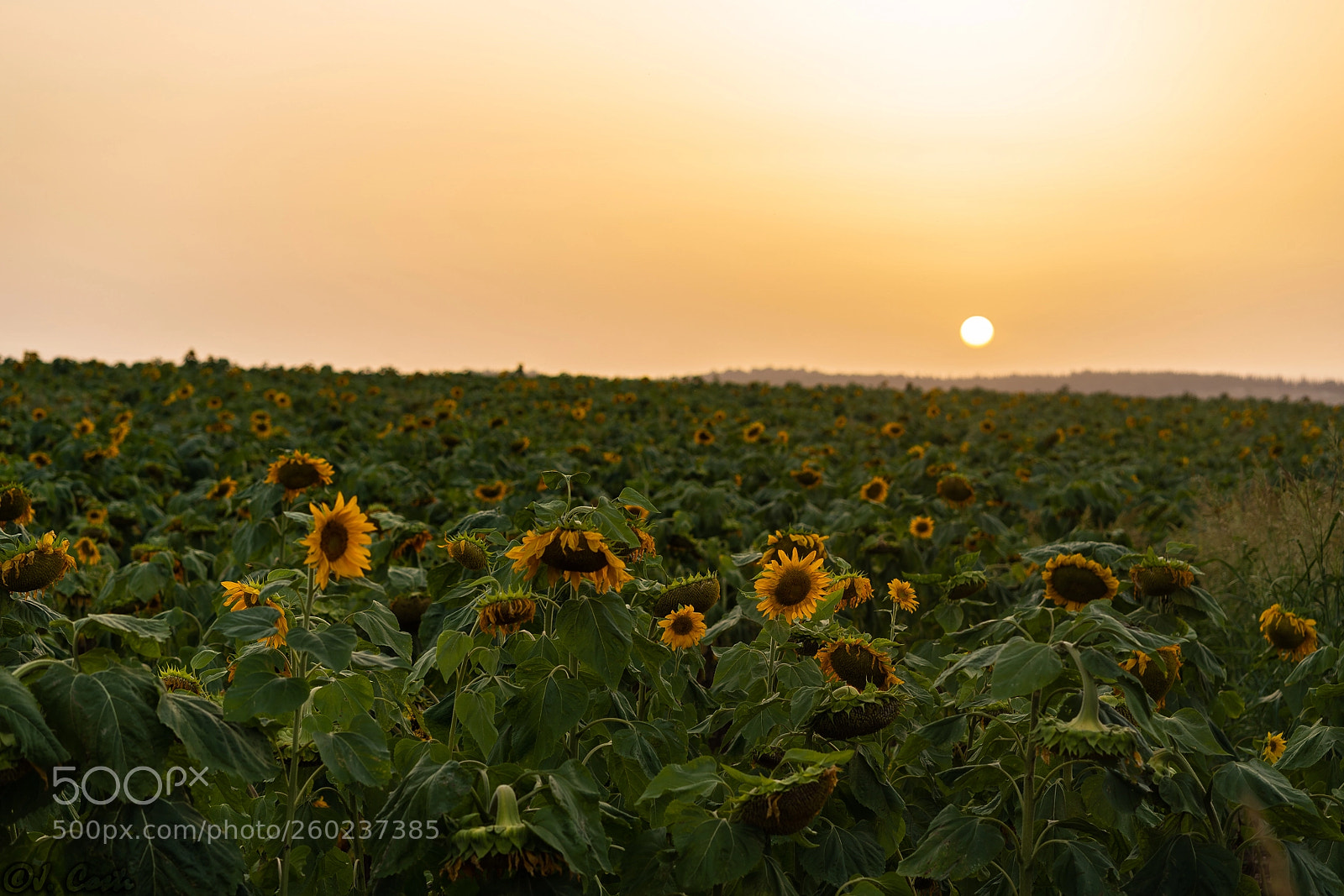 Sony a7 III sample photo. Sunset over sunflowers field photography