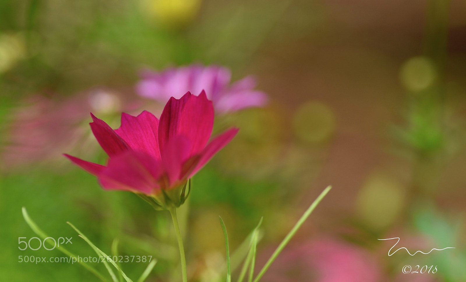 Nikon D750 sample photo. Cosmos photography