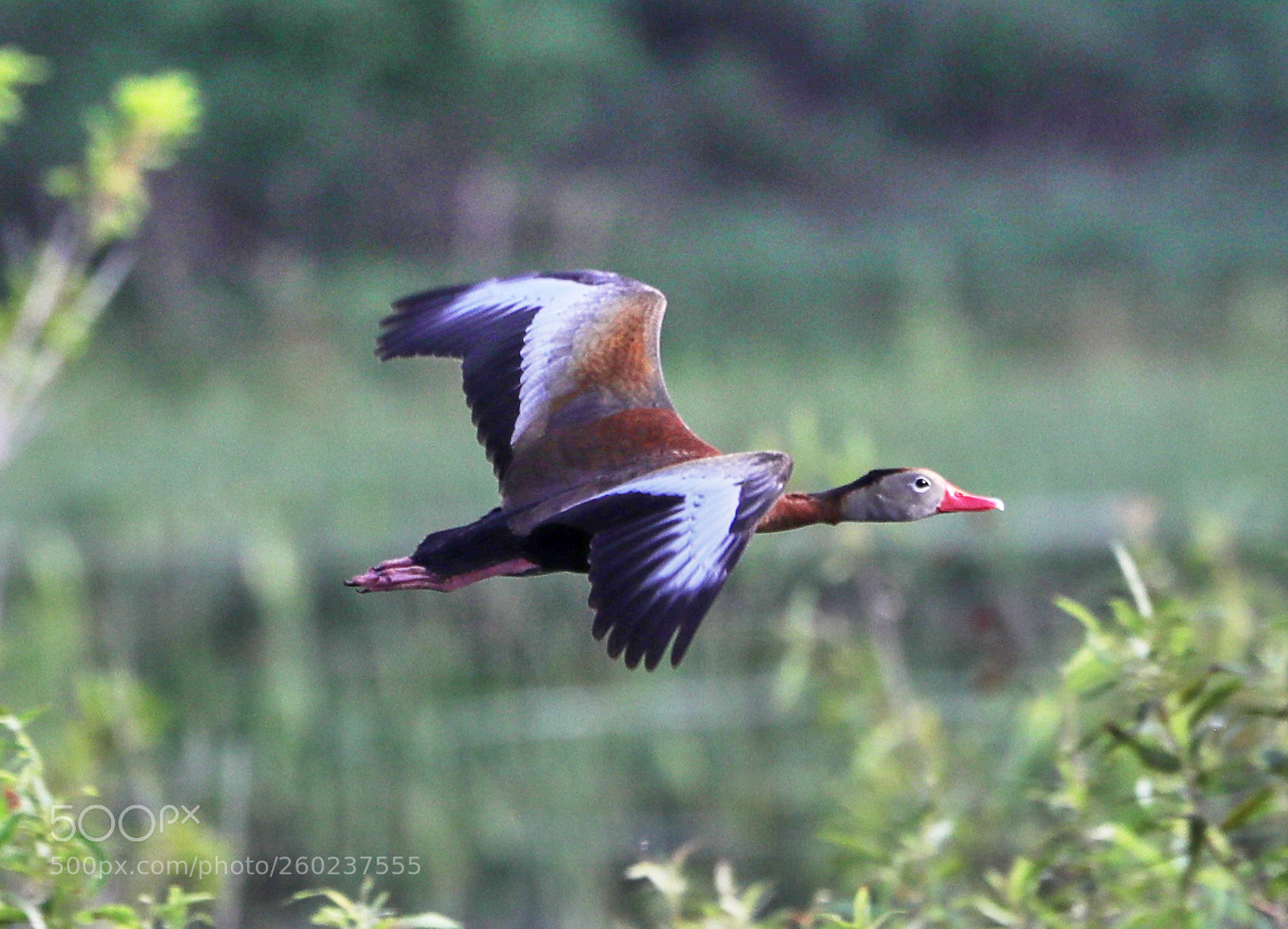 Canon EOS-1D X Mark II sample photo. 05-31-18-0020640.jpg photography