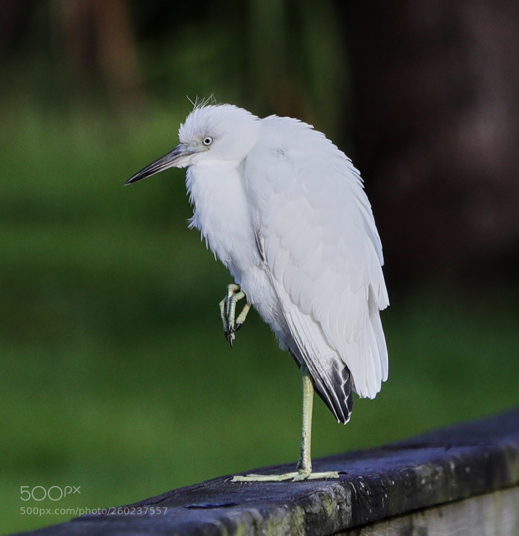 Canon EOS-1D X Mark II sample photo. 05-31-18-0020642.jpg photography