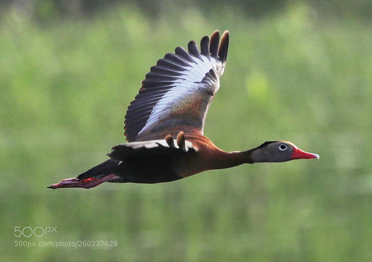 Canon EOS-1D X Mark II sample photo. 05-31-18-0020638.jpg photography