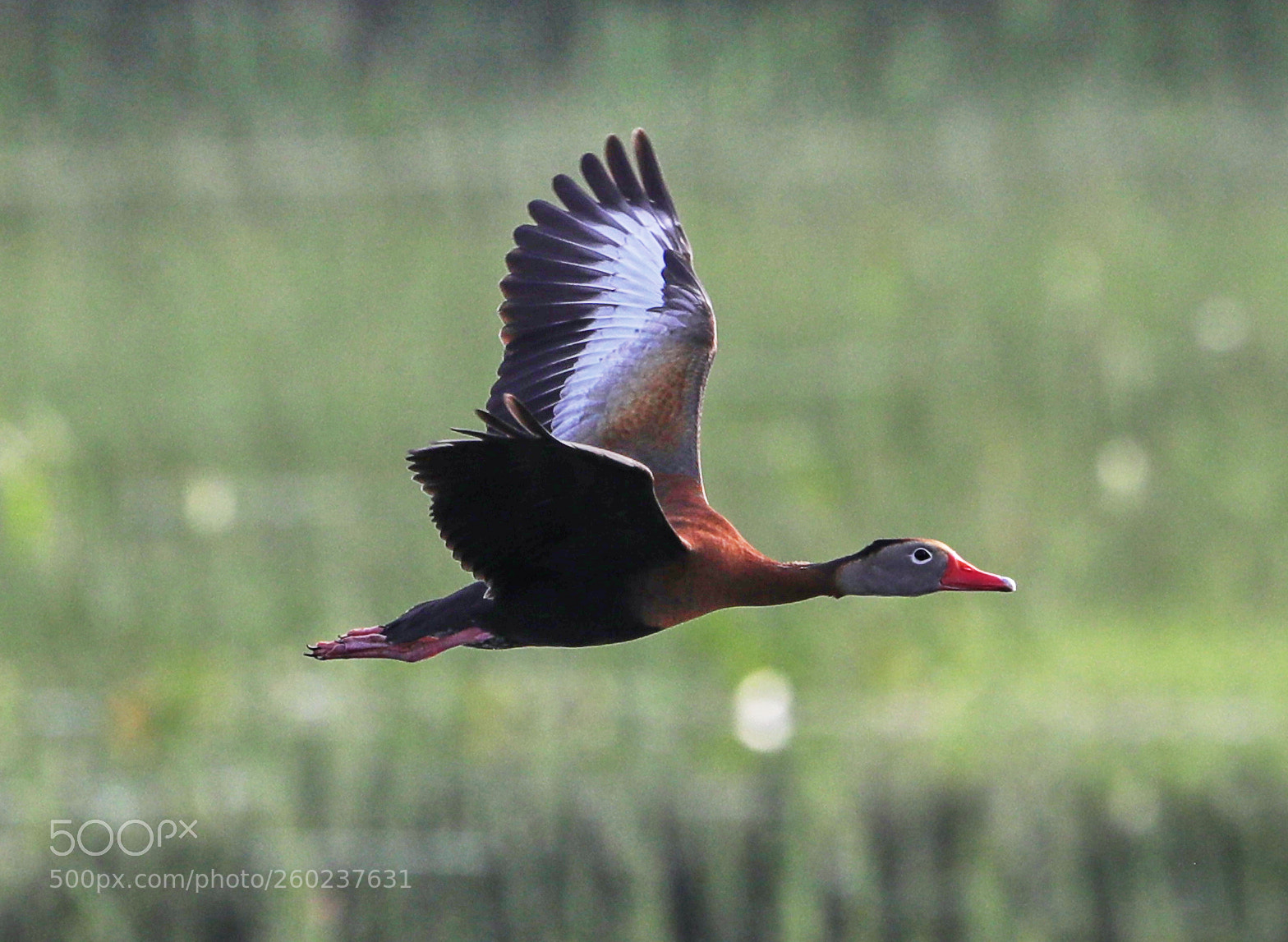Canon EOS-1D X Mark II sample photo. 05-31-18-0020639.jpg photography