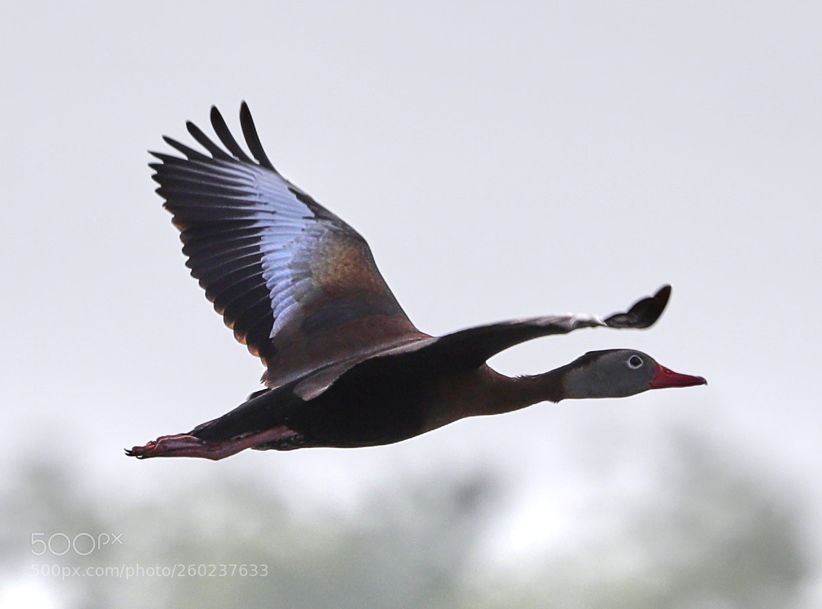 Canon EOS-1D X Mark II sample photo. 05-31-18-0020636.jpg photography
