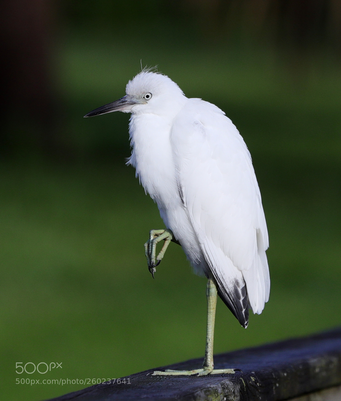 Canon EOS-1D X Mark II sample photo. 05-31-18-0020634.jpg photography