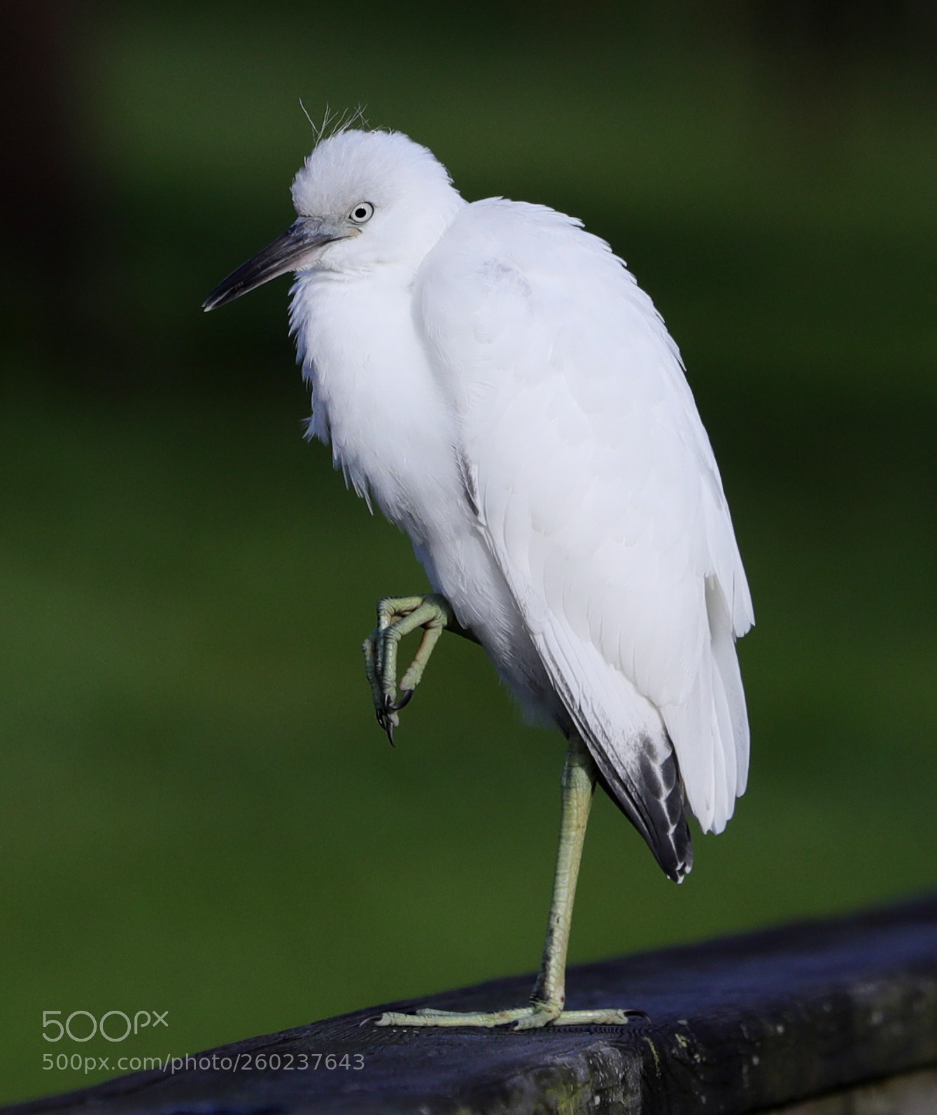Canon EOS-1D X Mark II sample photo. 05-31-18-0020633.jpg photography