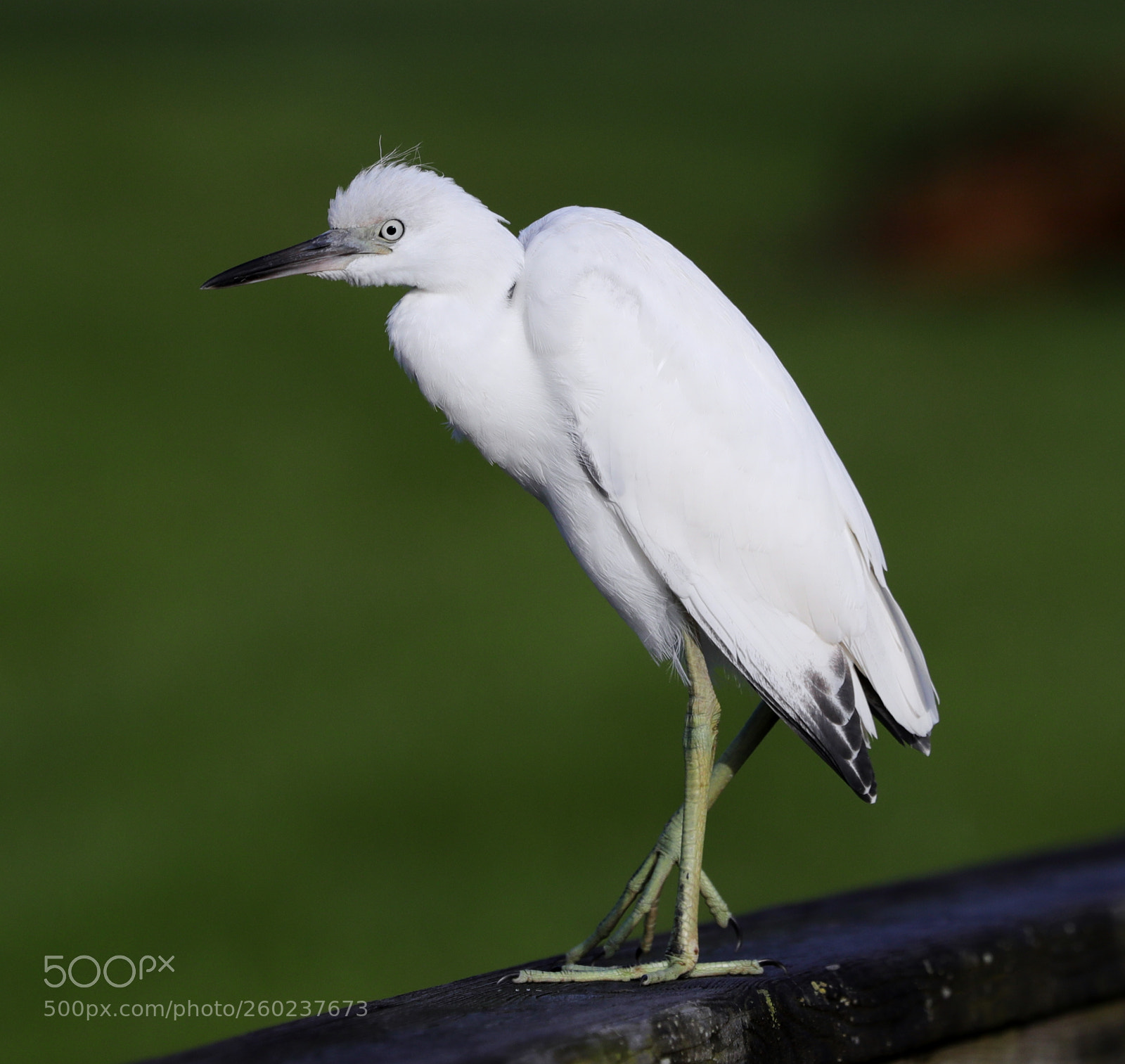 Canon EOS-1D X Mark II sample photo. 05-31-18-0020632.jpg photography