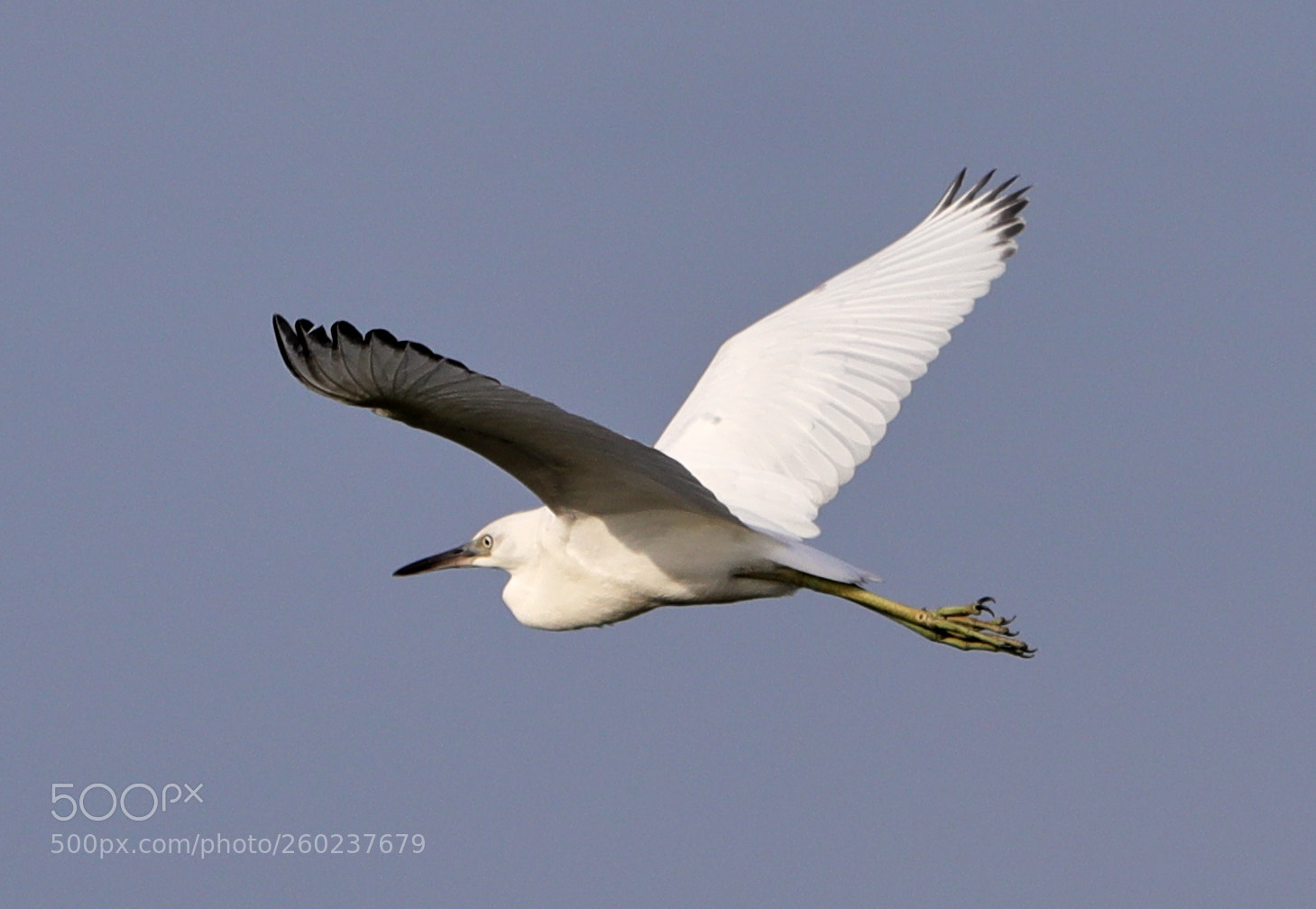 Canon EOS-1D X Mark II sample photo. 05-31-18-0020630.jpg photography