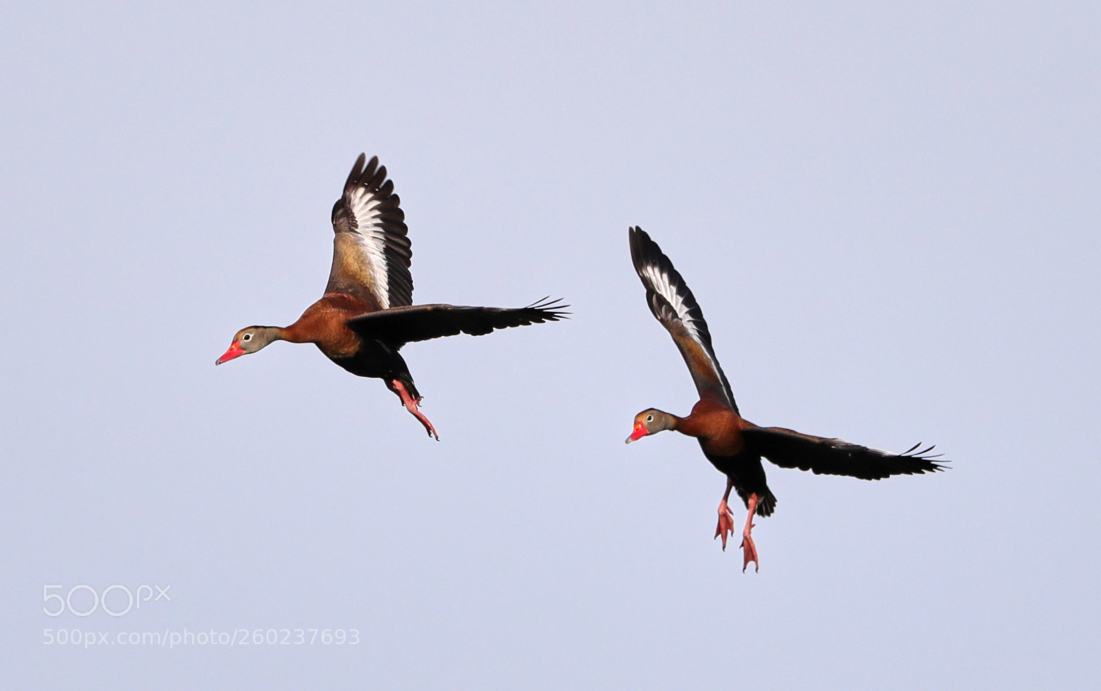 Canon EOS-1D X Mark II sample photo. 05-31-18-0020628.jpg photography