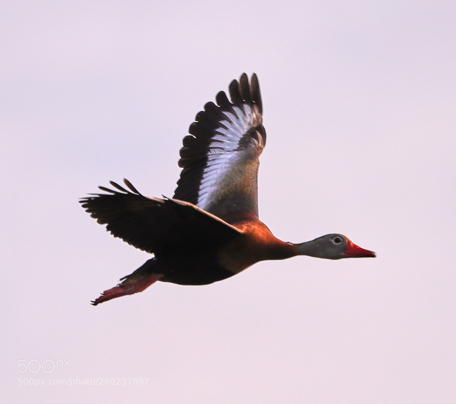 Canon EOS-1D X Mark II sample photo. 05-31-18-0020624.jpg photography