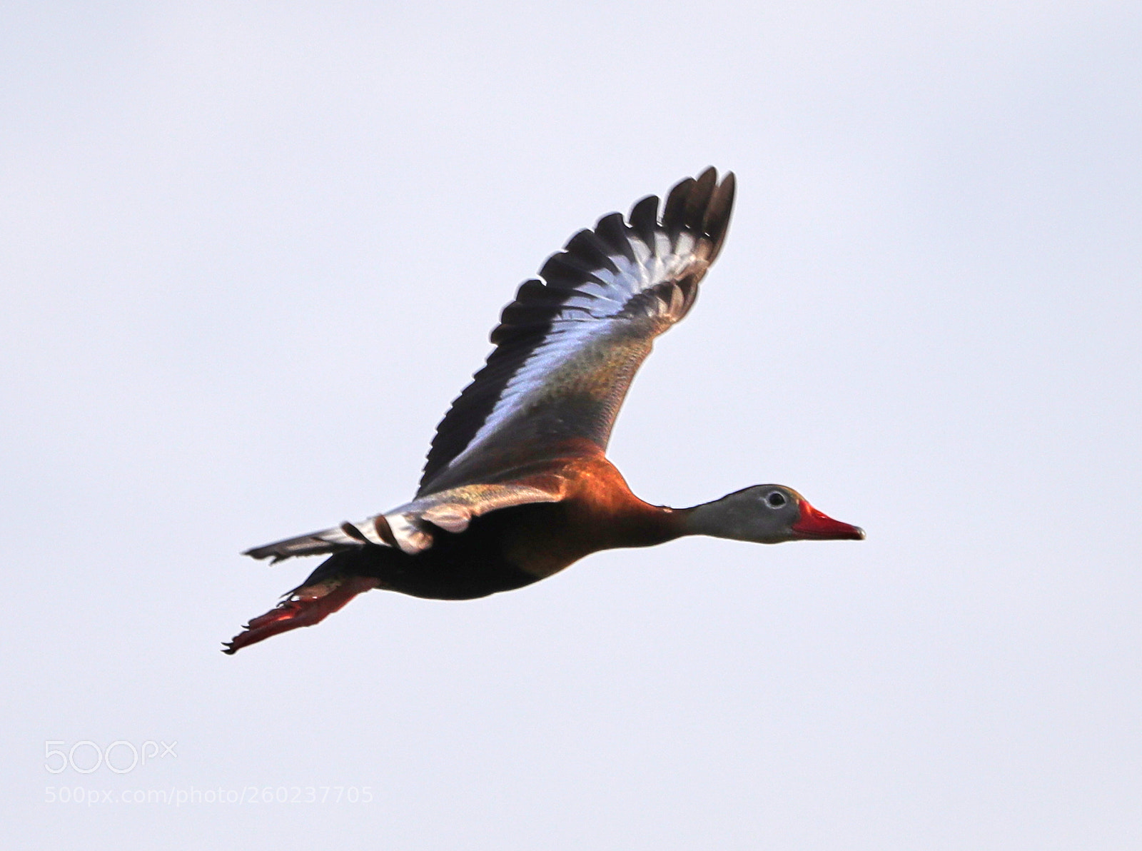 Canon EOS-1D X Mark II sample photo. 05-31-18-0020623.jpg photography
