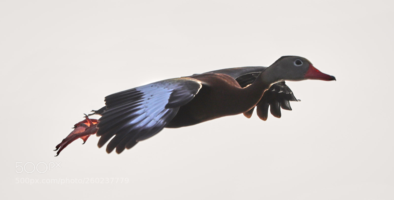 Canon EOS-1D X Mark II sample photo. 05-31-18-0020621.jpg photography