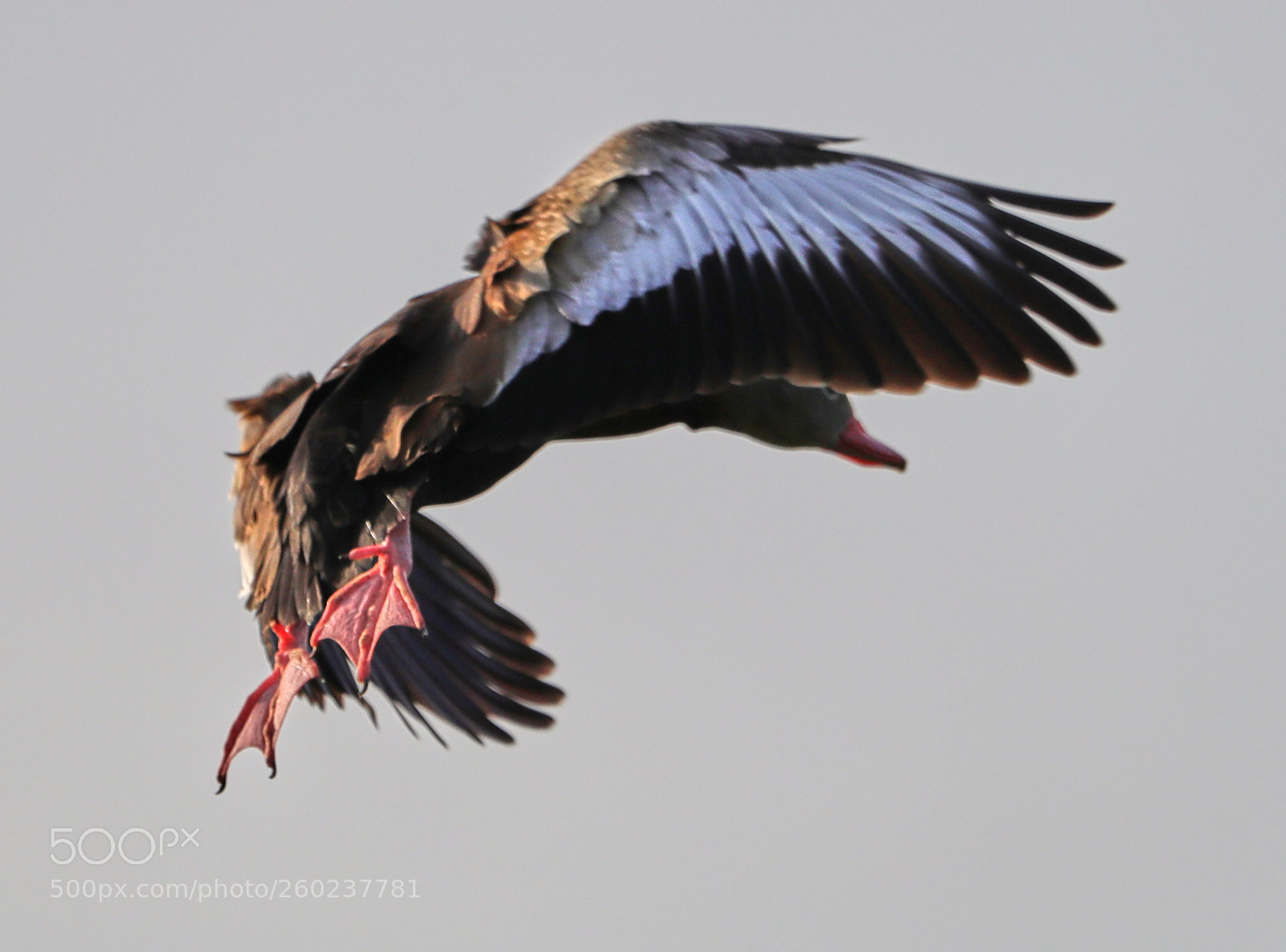 Canon EOS-1D X Mark II sample photo. 05-31-18-0020620.jpg photography