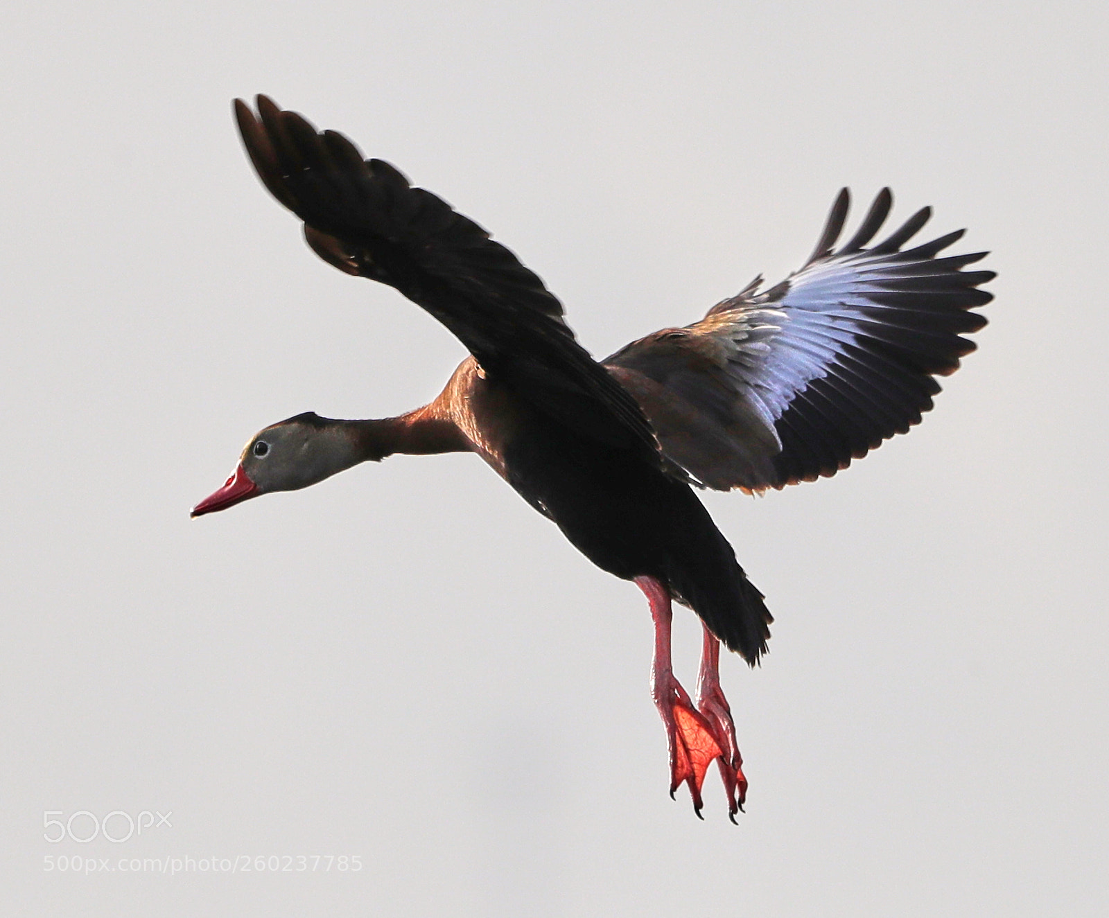 Canon EOS-1D X Mark II sample photo. 05-31-18-0020619.jpg photography