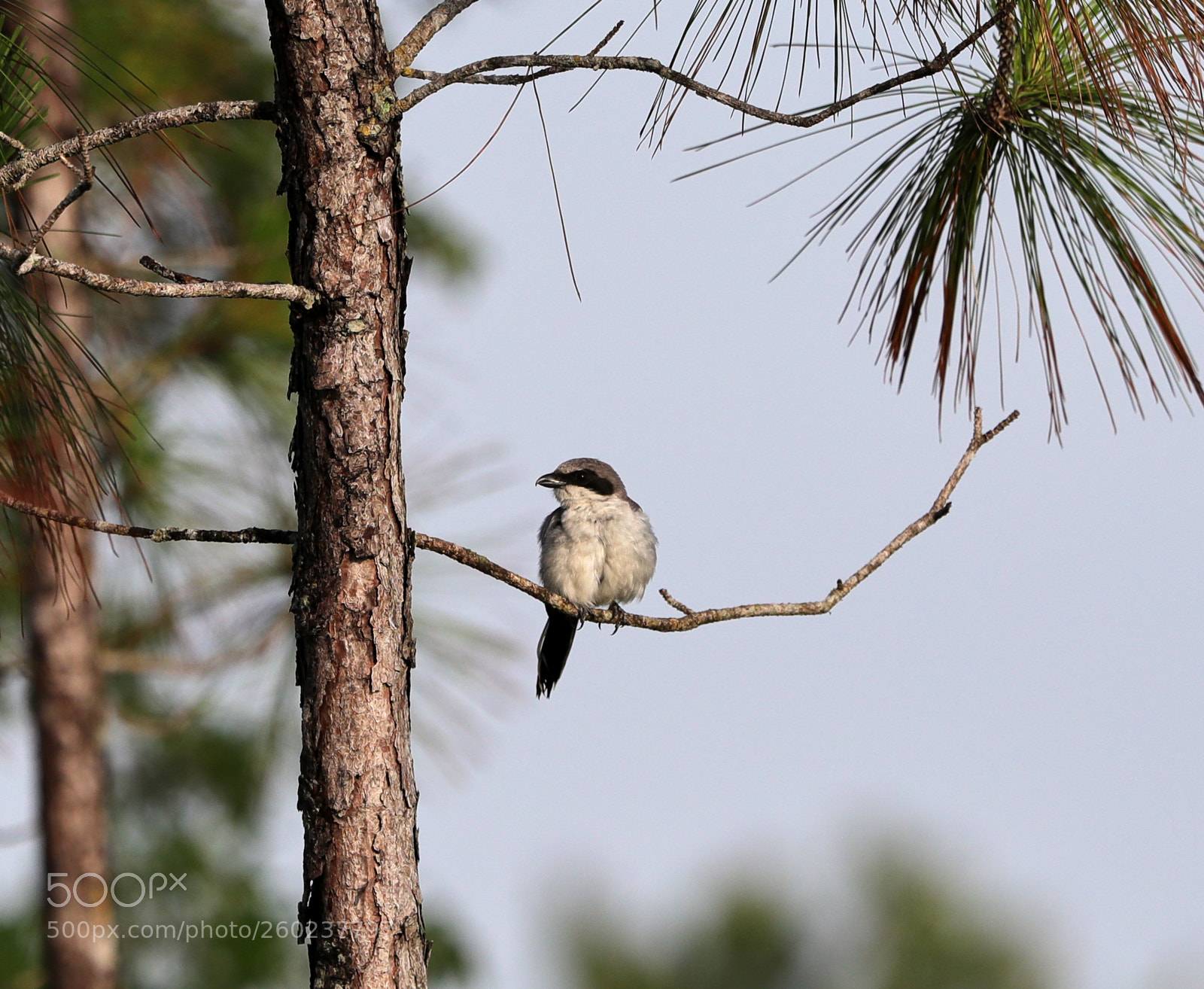 Canon EOS-1D X Mark II sample photo. 05-31-18-0020617.jpg photography