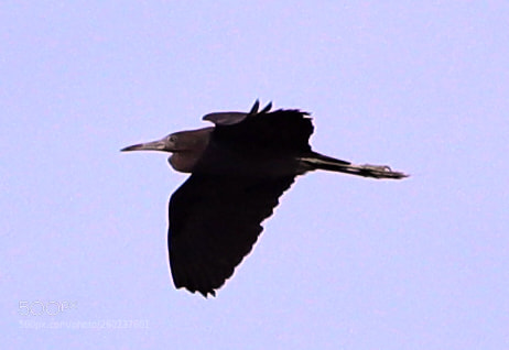 Canon EOS-1D X Mark II sample photo. 05-31-18-0020614.jpg photography