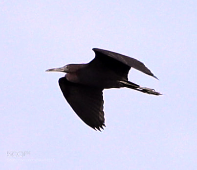 Canon EOS-1D X Mark II sample photo. 05-31-18-0020615.jpg photography
